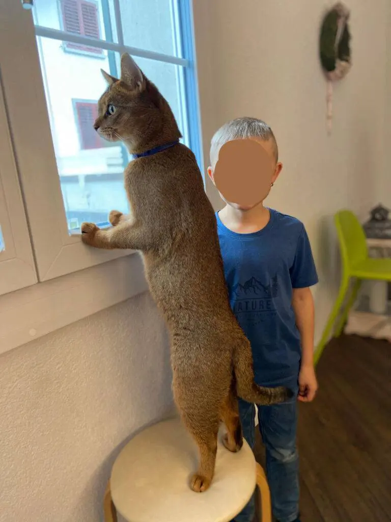 Sumpfluchshybride - Chausie Katzen - Kater