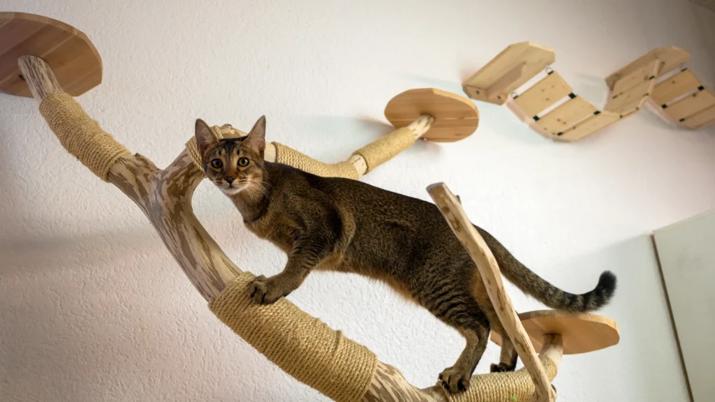 chausie katze körperbau schlank muskulös hybridkatze