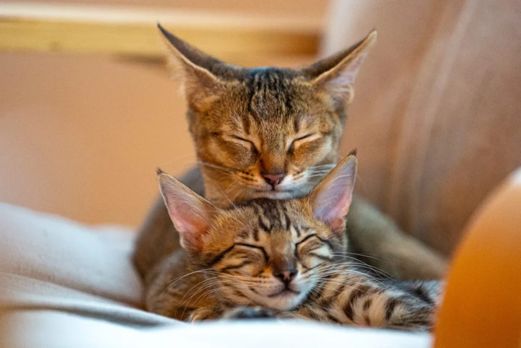 chausie savannah unterschied kopf gesicht ohren vergleich