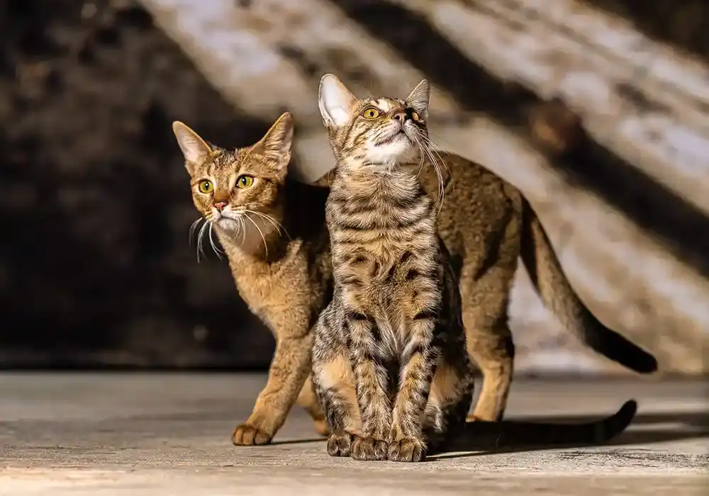 chausie vs savannah katze unterschied körperbau größe vergleich