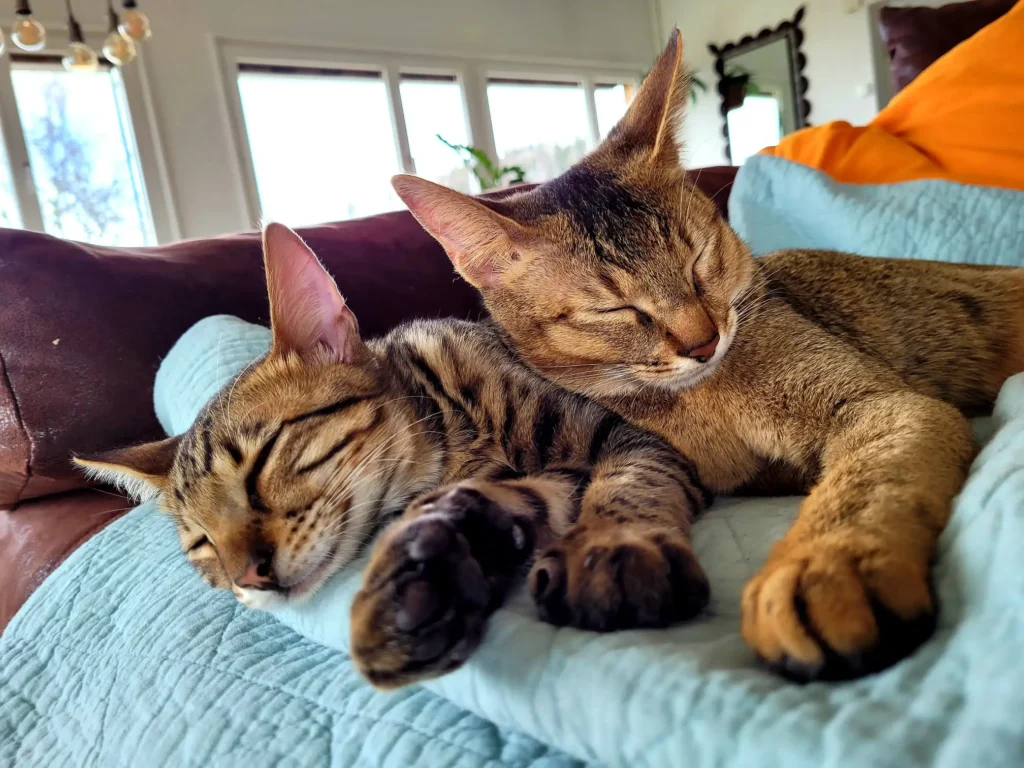 hybridkatzen vergleich chausie savannah unterschied einordnung